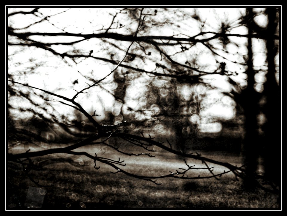 Branches in a warm winter