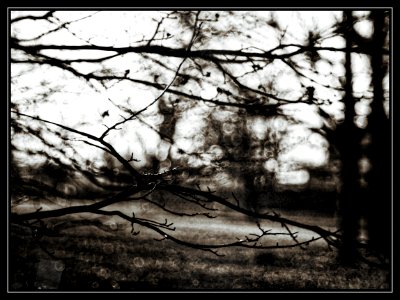 Branches in a warm winter