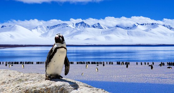 Winter snow bird photo