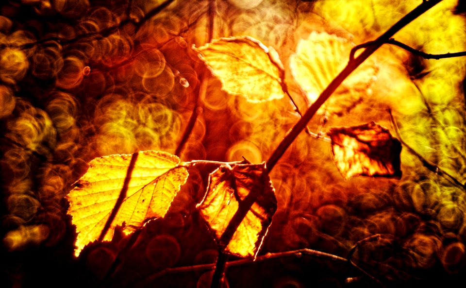 wild/leaves