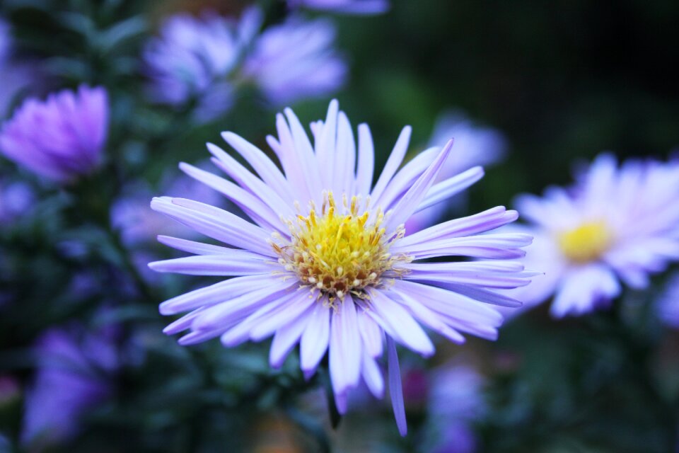 Bloom nature purple flower
