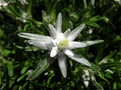 Edelweiss flower austria