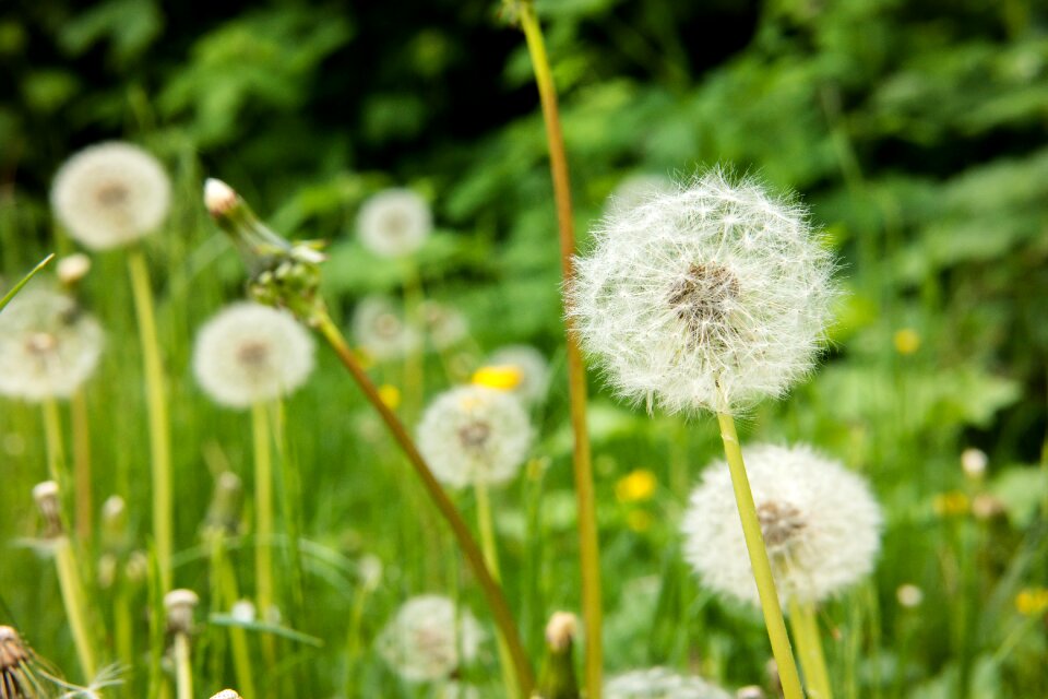 Multiplication reproduction spring