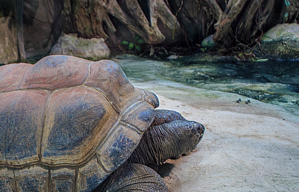 Turtle tortoise armored