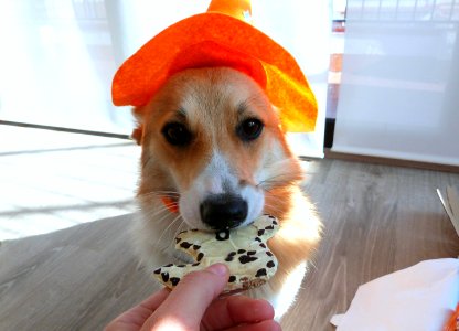 Halloween Sepcial Patasbox