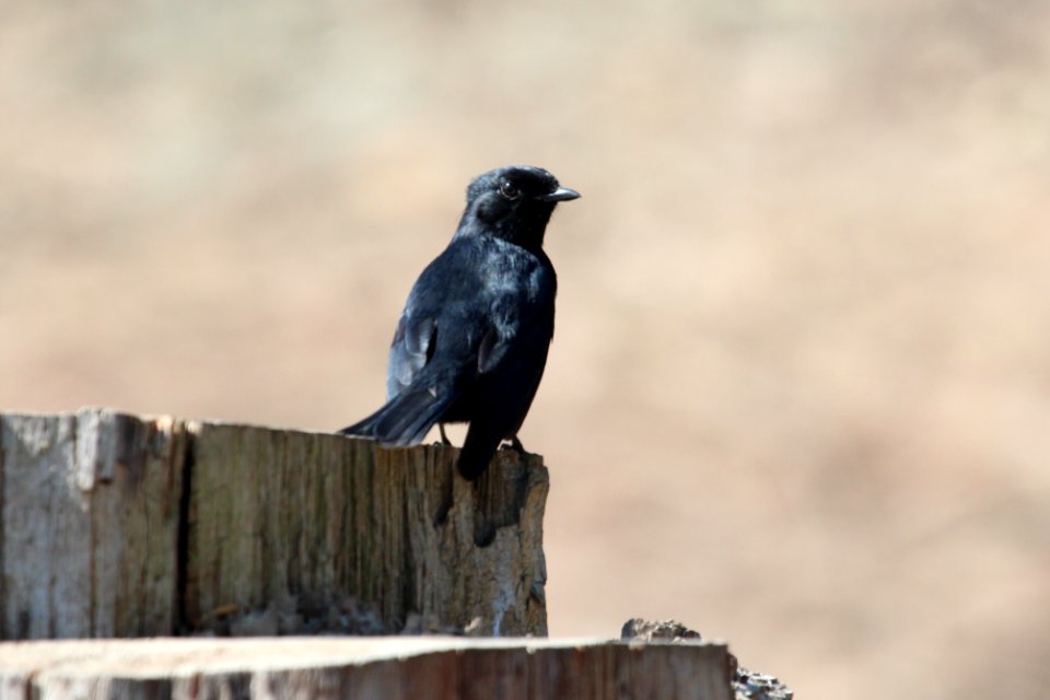 Melaenornis pammelaina 1