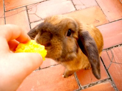 Chewy would do anything for a peach!