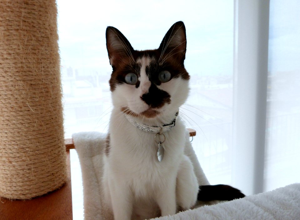Kitties and their cat tree