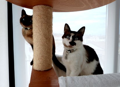 Kitties and their cat tree photo