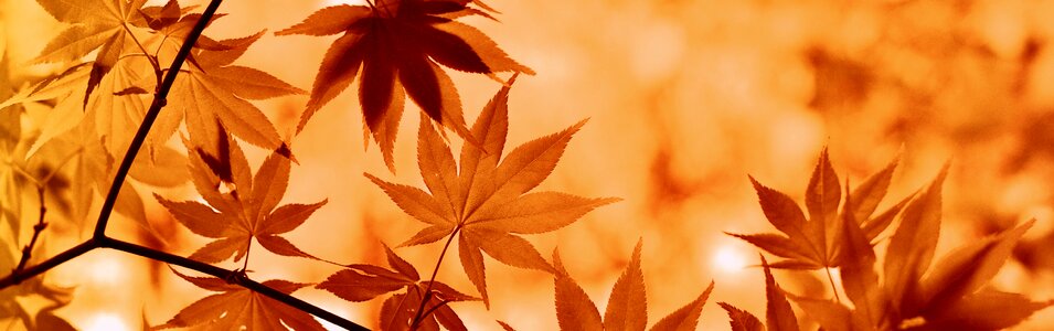 Tree botany plant