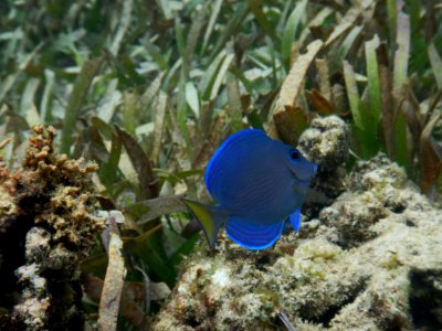 Acanthurus coeruleus 2