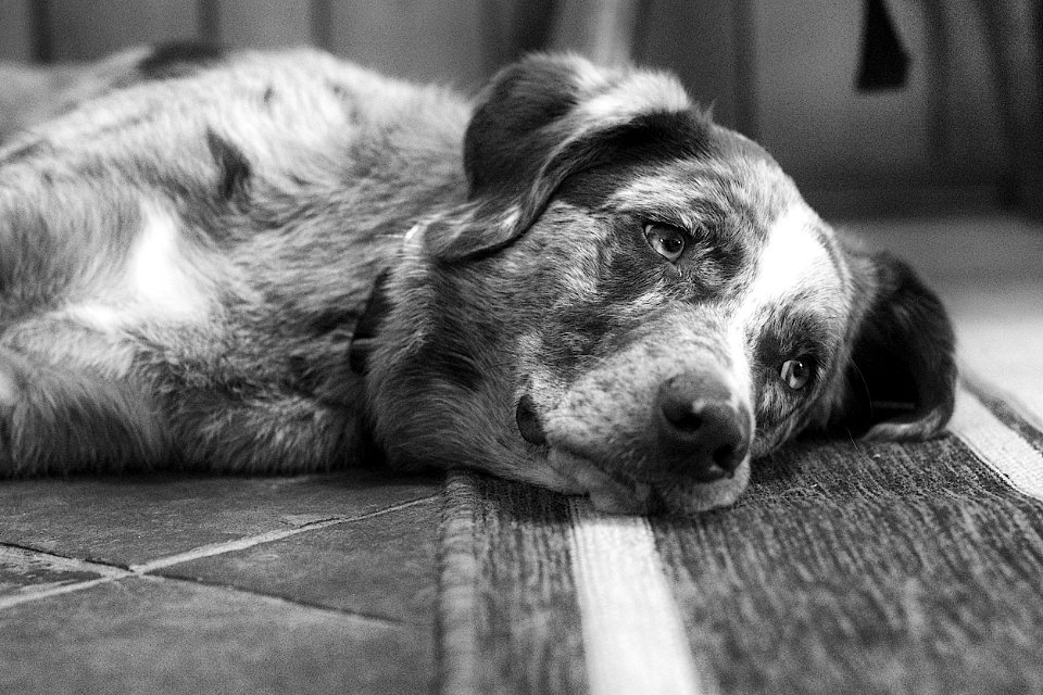 2016/366/154 One Dog's Wistful Thoughts