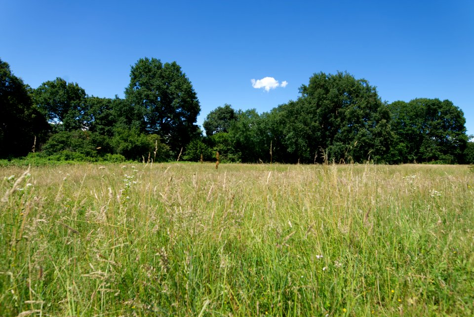 Field. Summer, wide.