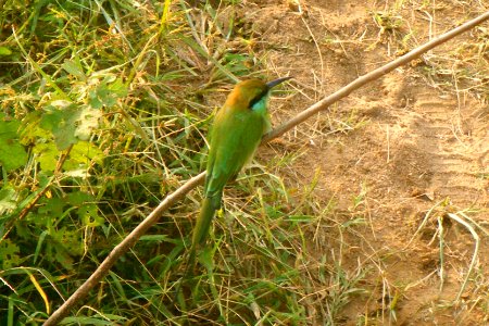 Merops orientalis 1