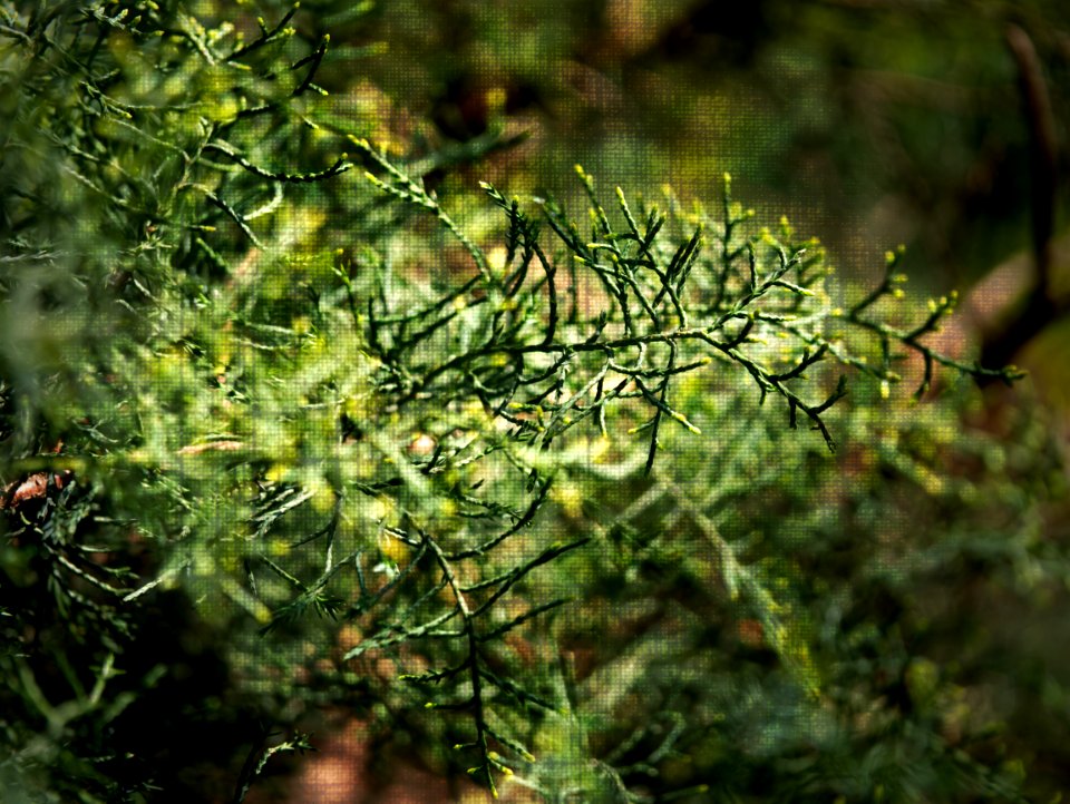 Juniperus