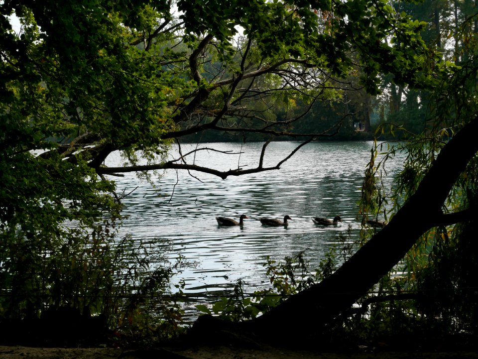 Parc de la tête d'or - lac