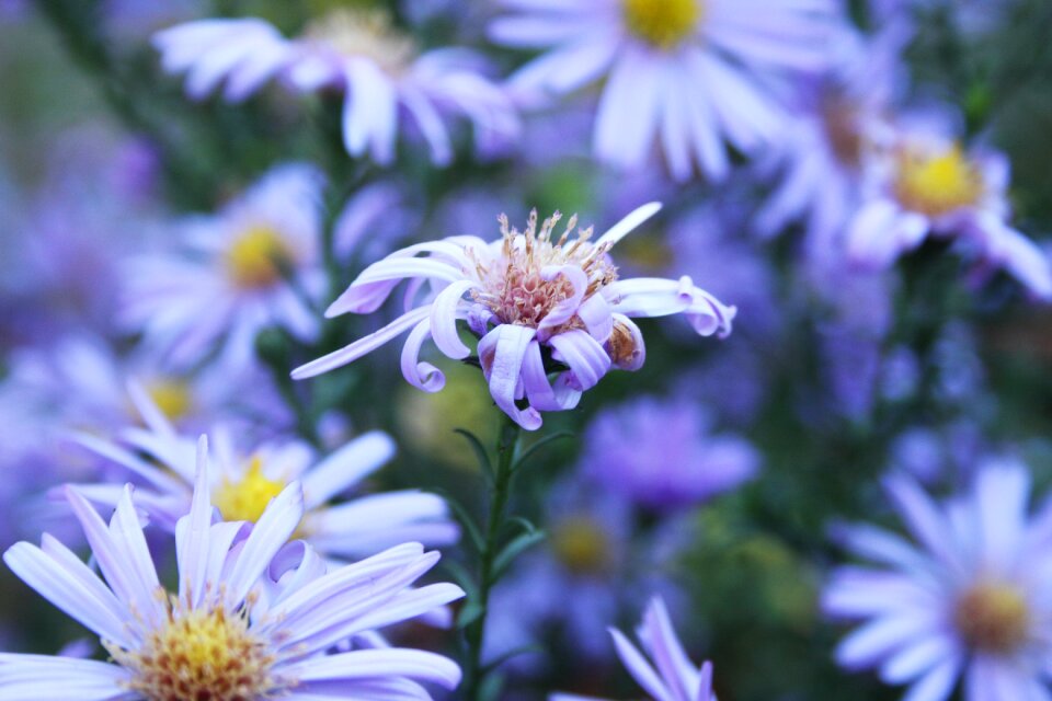 Bloom nature purple flower
