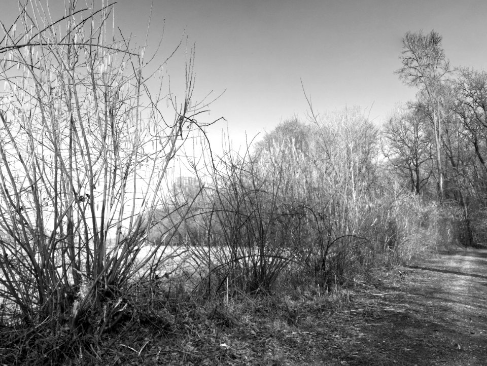 Park scene