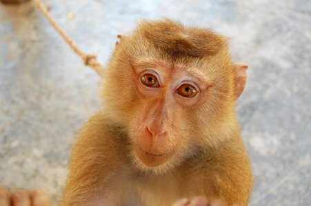 Portrait cute nature