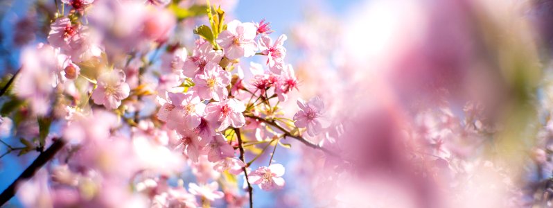 Plum blossoms photo
