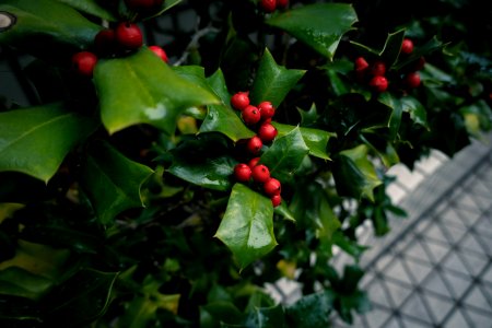 Ark Hills, Akasaka, Tokyo, 17th Dec