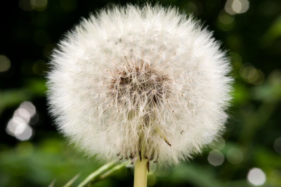 Multiplication reproduction spring