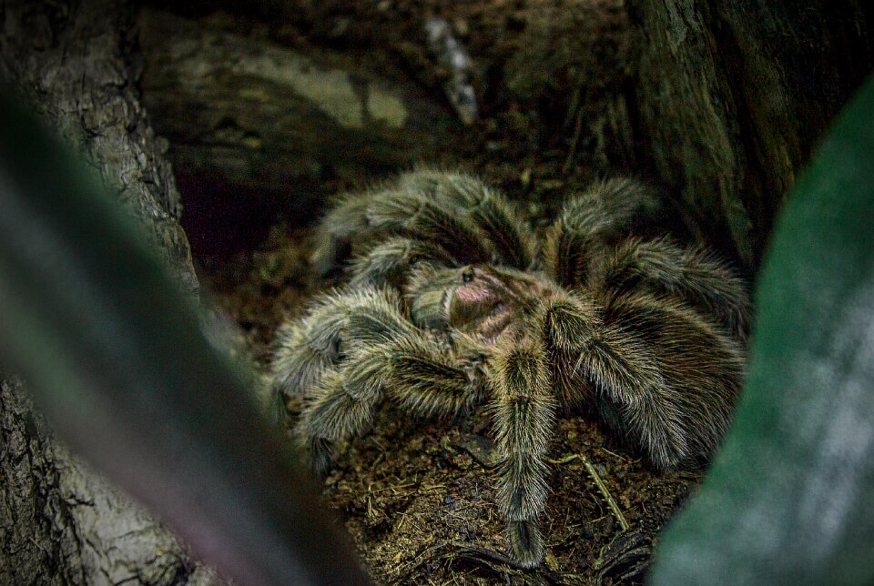 Grammostola rosea fear arachnophobia