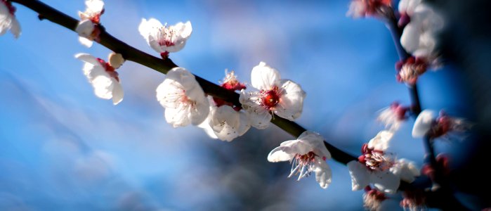 Hamarikyu Gardens, Tokyo, 6th Mar