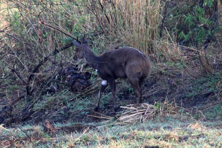 Tragelaphus scriptus 1