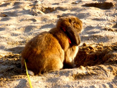 Proud of his burrow photo