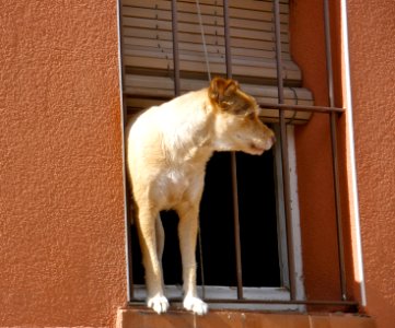 How much is that doggy, in the window... photo