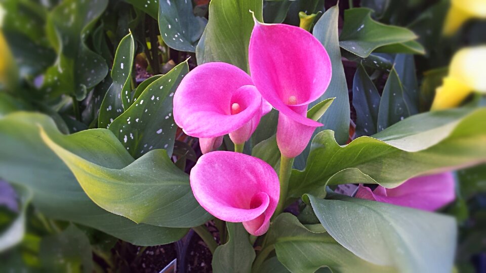 Purple nature floral photo