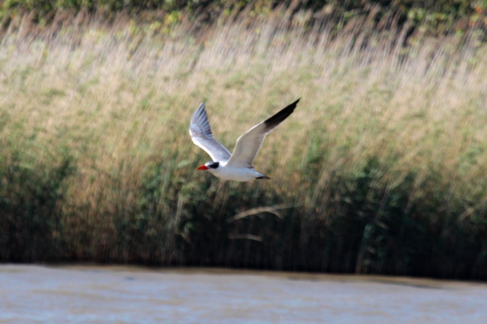 Hydroprogne caspia 2