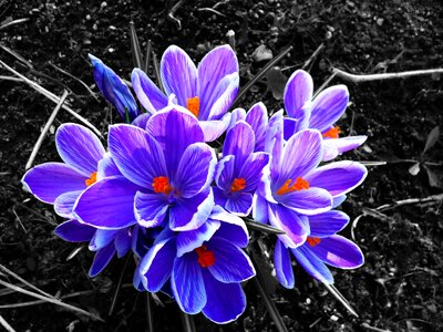 Flower contrast purple