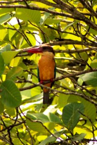 Halcyon capensis 1