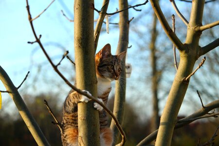 Sky domestic cat young cat