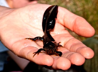 Crested newt (aquatic form)