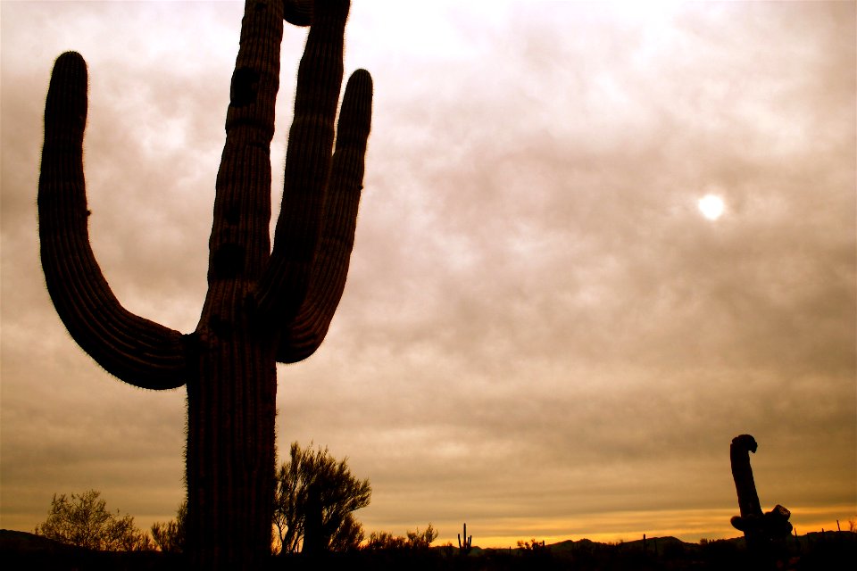Gloomy Cacti
