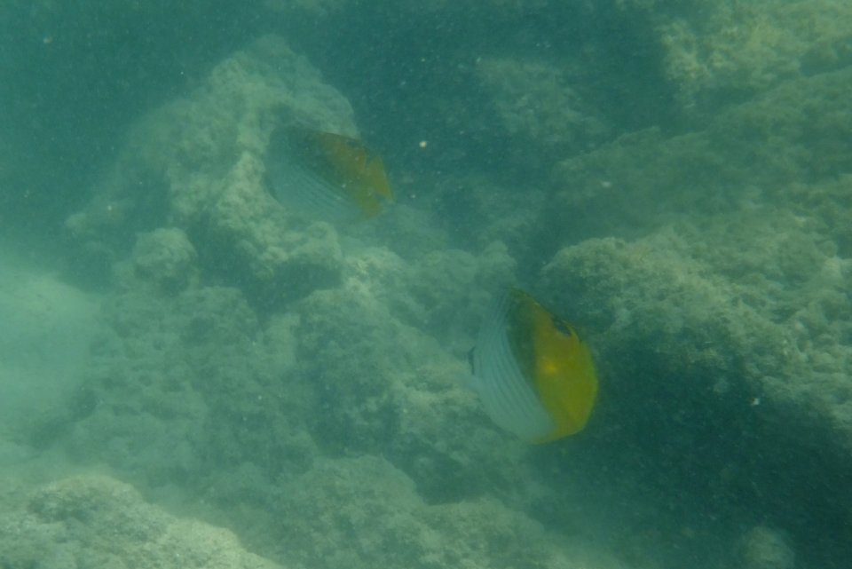 Chaetodon auriga 1