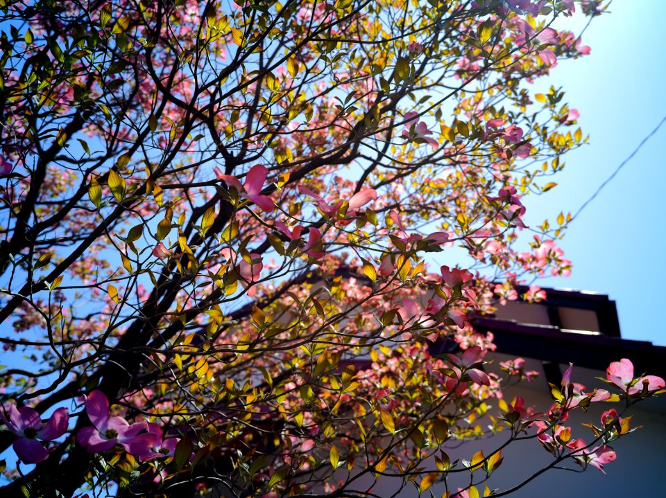 Mizonokuchi, 10th Apr