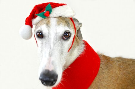 Spanish greyhound christmas xmas