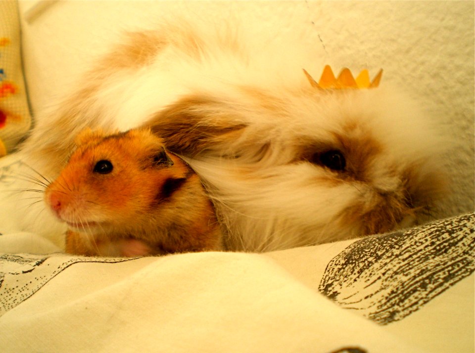 King Kenzo and prince Cookie!