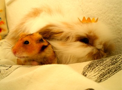 King Kenzo and prince Cookie! photo