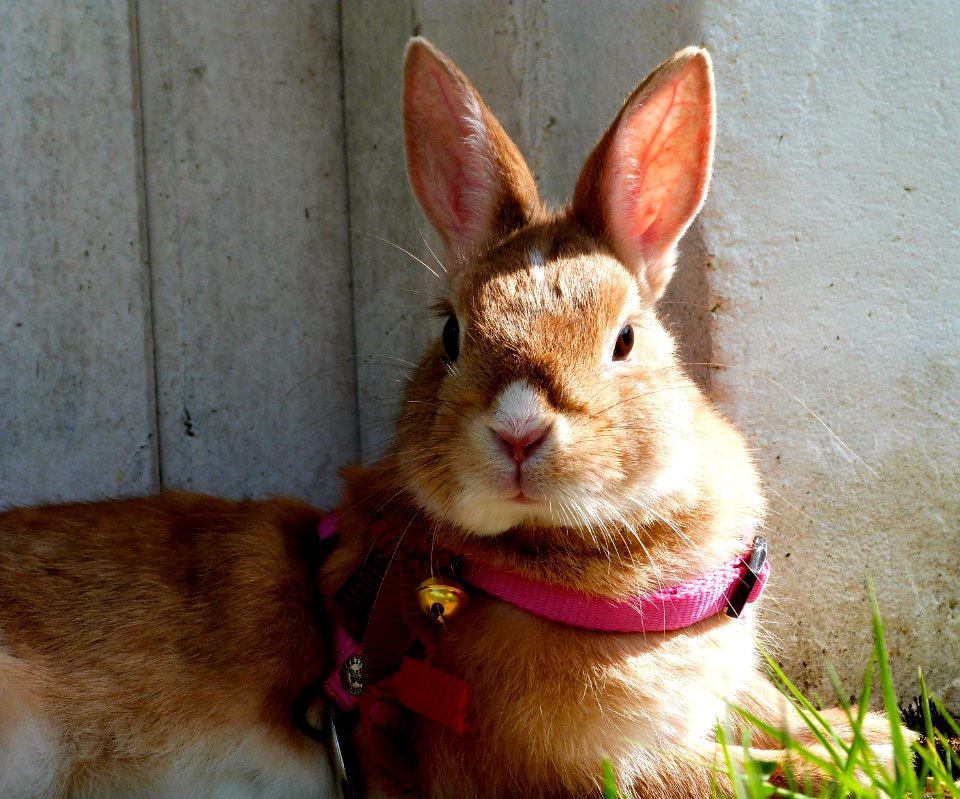 Kirby in the garden
