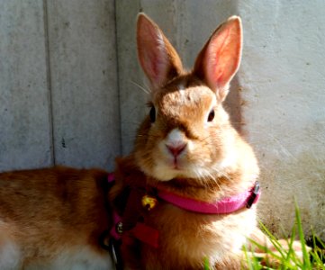 Kirby in the garden photo