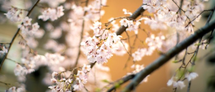 Cherry Blossoms 2020
