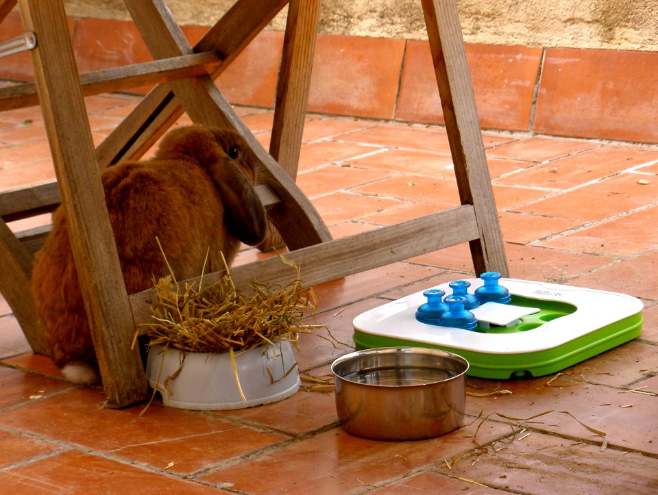Chewy's little outdoor area