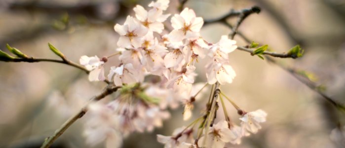 Cherry Blossoms 2020