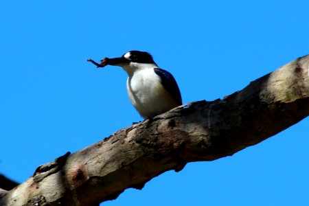 Todiramphus macleayii 1 photo