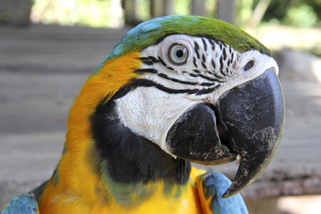 Exotic feathers beak